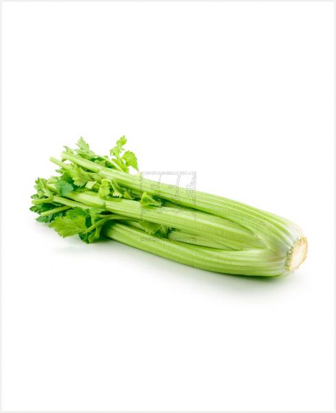 CELERY SPAIN