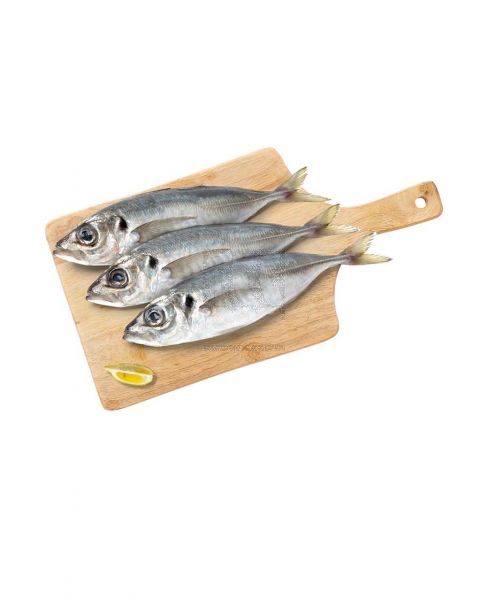 HORSE MACKEREL FISH