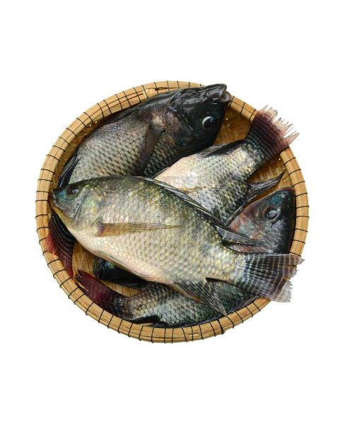 TILAPIA EGYPT