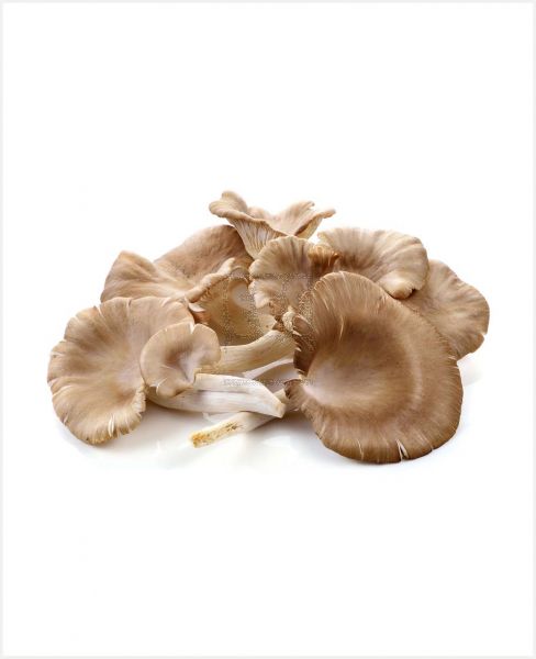 MUSHROOM OYSTER