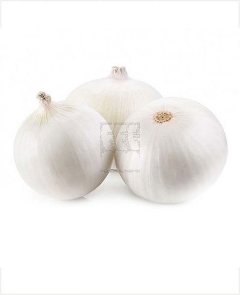 ONION WHITE SPAIN