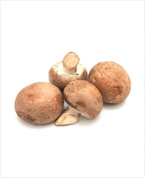 MUSHROOM CHESTNUT HOLLAND -