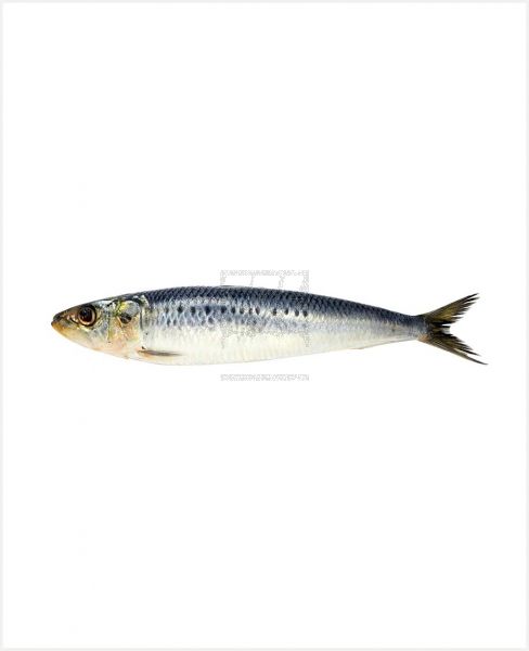 SARDINE FISH