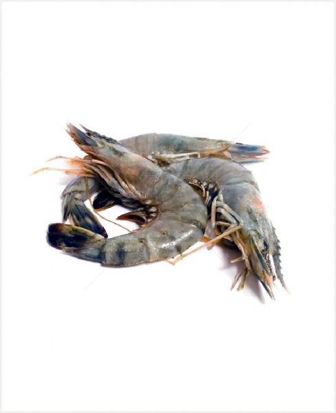 Large Prawn