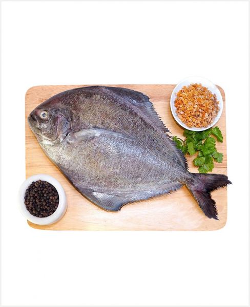 POMFRET BLACK FISH