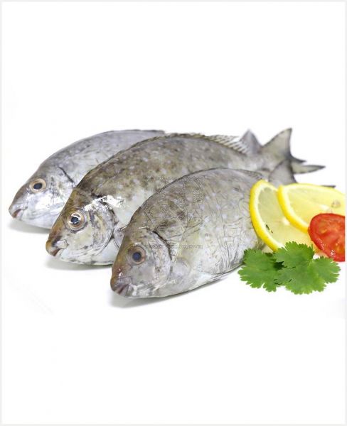 SAFI GHAZAL/SHAMAL FISH