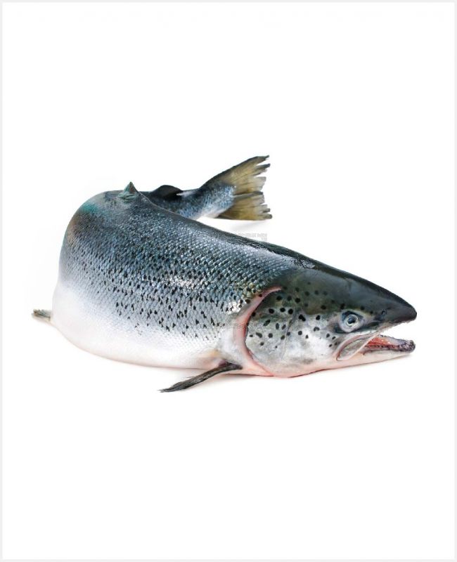 Buy Fresh Salmon Fish Online at Family Qatar.